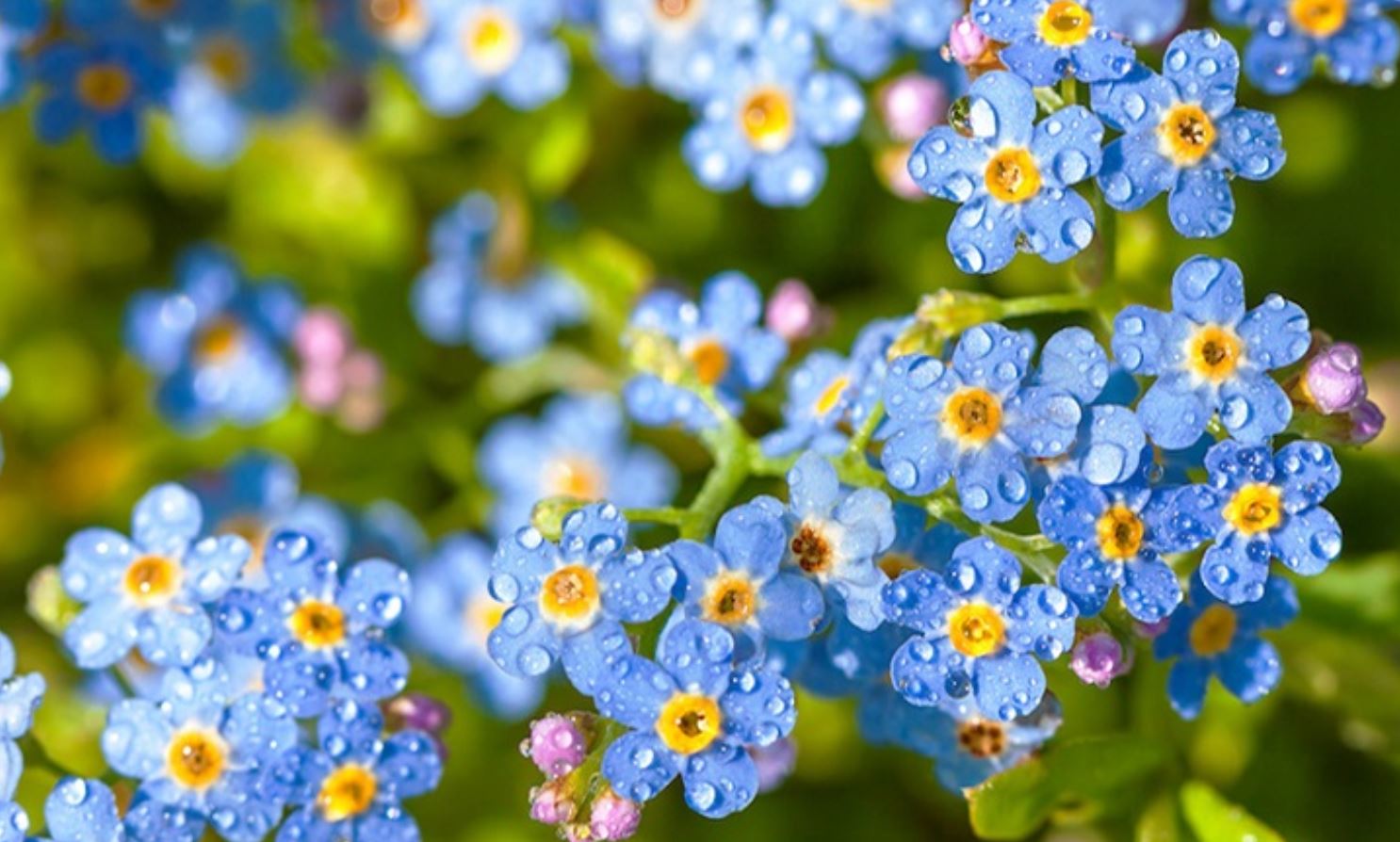 Cách chăm sóc cây Hoa Lưu Ly